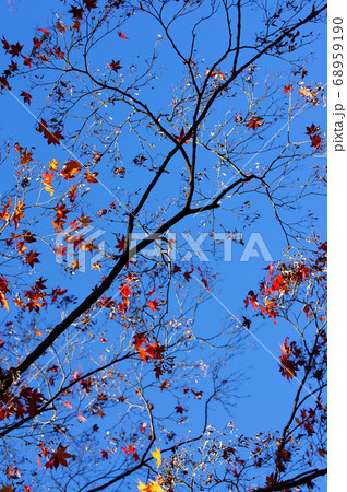 紅葉 冬の気配 紅葉 冬の気配 68959190