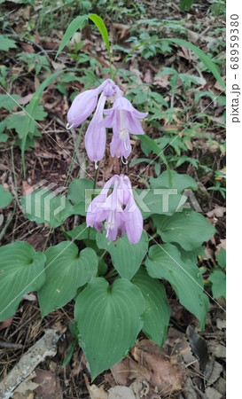 ビビチュ 花びら 花 68959380