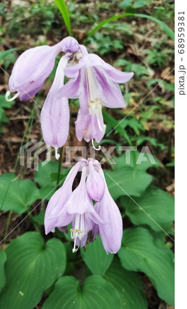 花 紫 多年生植物 68959381