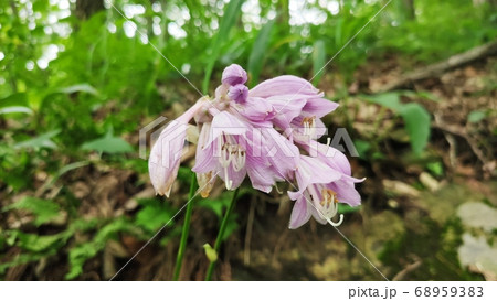 ビビチュ 花びら 花 68959383