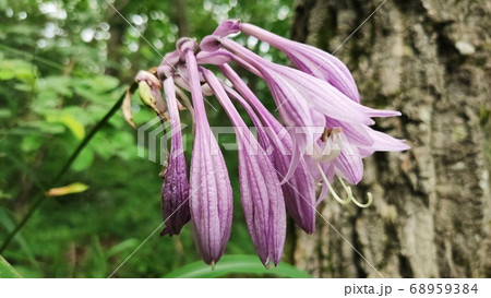 ビビチュ 花びら 花 68959384