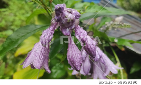 ビビチュ 花びら 花 68959390