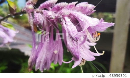 花 紫 植物 68959391