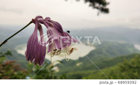 ビビチュ 花びら 花 68959392