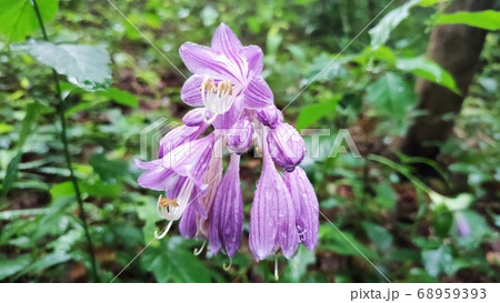 ビビチュ 花びら 花 68959393