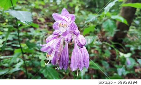 花 紫 植物 68959394