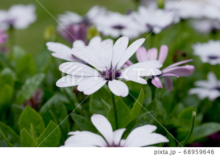 a Cosmos flower on a green back ground closeup a Cosmos flower on a green back ground closeup 68959646