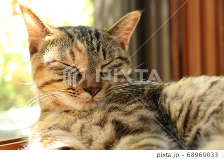 網戸のそばで幸せそうに眠る猫 網戸のそばで幸せそうに眠る猫 68960033