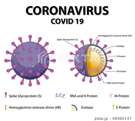 Diagram of Corona virus particle structure 68960147