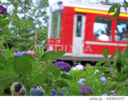 紫陽花と登山鉄道 68960307
