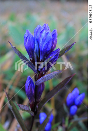 リンドウ 68960312