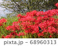 彼岸花と蝶 68960313