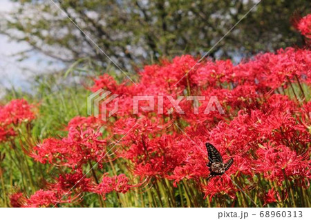 彼岸花と蝶 68960313