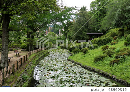 睡蓮でいっぱいの公園の中の川 睡蓮でいっぱいの公園の中の川 68960316