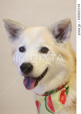 笑顔で見つめるバンダナをした犬 68960548