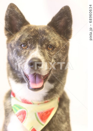 笑顔で見つめるバンダナをした虎毛の犬 68960634