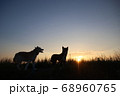 夕日と2匹の犬のシルエット 68960765