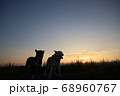 夕日と2匹の犬のシルエット 68960767