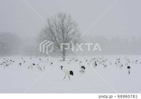 吹雪の中のタンチョウの群（北海道・鶴居村） 68960781