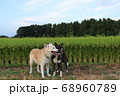 2匹の笑顔の犬と田園風景 68960789