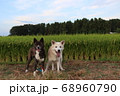 2匹の笑顔の犬と田園風景 68960790