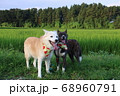 2匹の笑顔の犬と田園風景 68960791