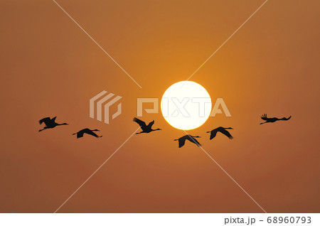 朝日とツルの群（鹿児島県・出水市）	 68960793