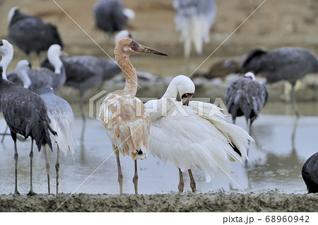 2羽のソデグロヅル(鹿児島県・出水市) 2羽のソデグロヅル(鹿児島県・出水市) 68960942