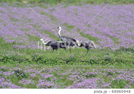 レンゲの花畑とナベヅルの家族 鹿児島県 出水市 の写真素材