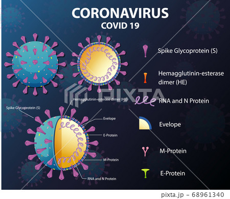 Diagram of Corona virus particle structure Diagram of Corona virus particle structure 68961340