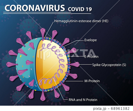 Diagram of Corona virus particle structure Diagram of Corona virus particle structure 68961382