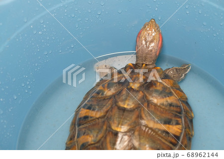 Turtle sits in the bowl Turtle sits in the bowl 68962144