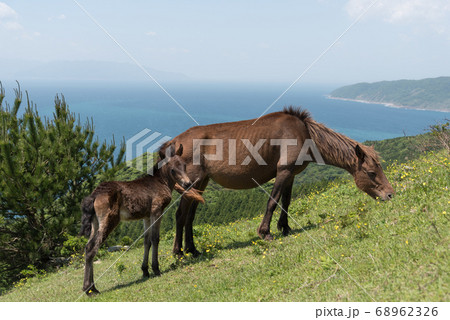 馬（親子） 68962326