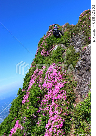 ミヤマキリシマが咲き誇る由布岳、お鉢巡り 68962503