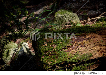 山中の苔の生えた倒木 山中の苔の生えた倒木 68962687