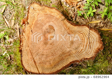 木曽檜の切り株 木曽檜の切り株 68962964