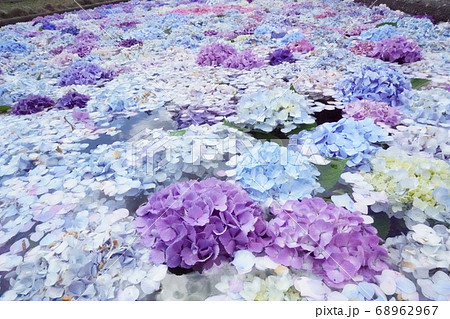 水に咲く紫陽花 水に咲く紫陽花 68962967