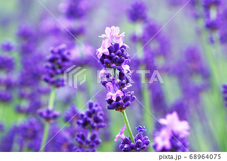 ラベンダーの花畑の写真素材