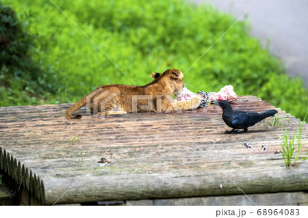 赤ちゃんライオンの餌を狙うカラス 赤ちゃんライオンの餌を狙うカラス 68964083