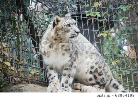 おすわり雪豹 68964198