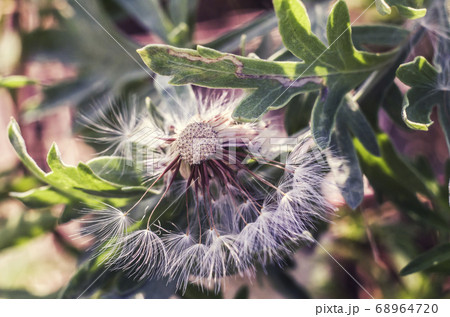 White fluffy dandelion on the blurred background. 68964720