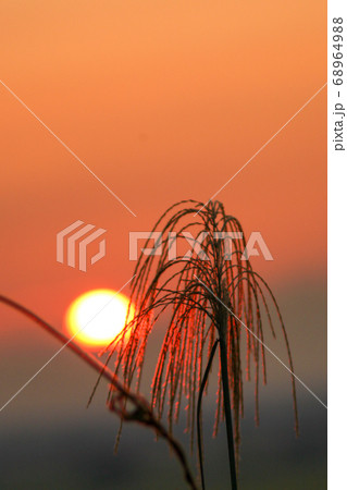 夕陽で燃えるススキの写真素材 [68964988] - PIXTA