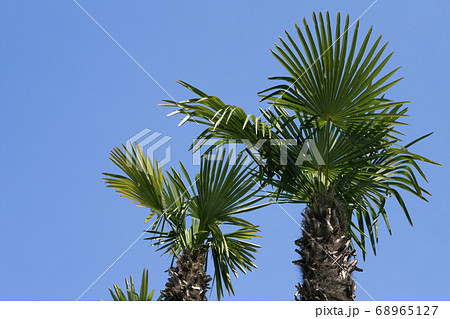 青空を背景にしたシュロ 68965127