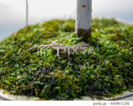 苔の上のニホンヤモリ02 苔の上のニホンヤモリ02 68965180