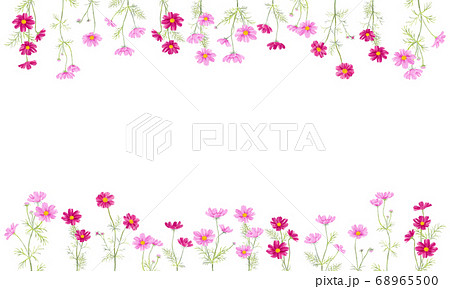 手描き水彩 コスモスのイラストフレームのイラスト素材