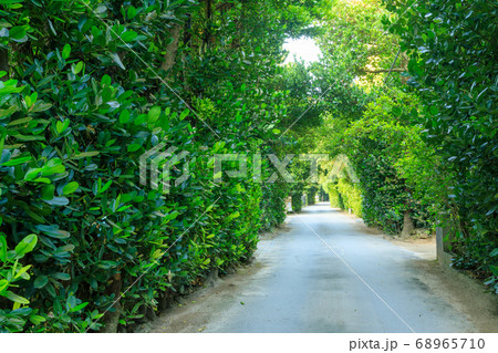 沖縄_備瀬集落のフクギ並木 68965710