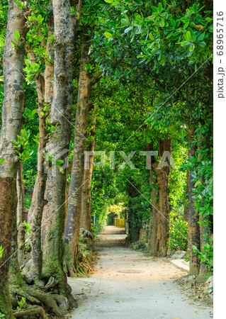 沖縄_備瀬集落のフクギ並木 68965716