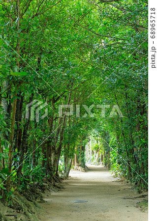 沖縄_備瀬集落のフクギ並木 68965718