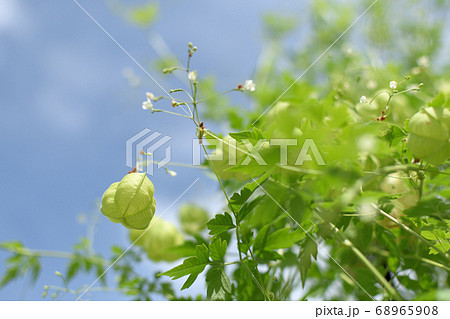 フウセンカズラ フウセンカズラ 68965908