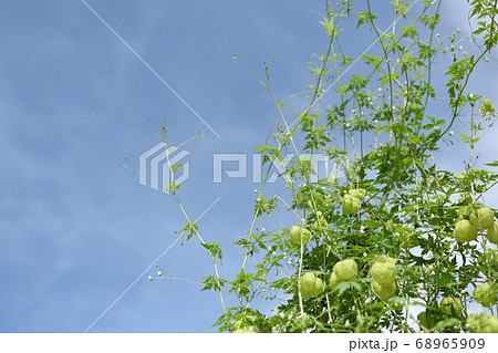 フウセンカズラ 68965909